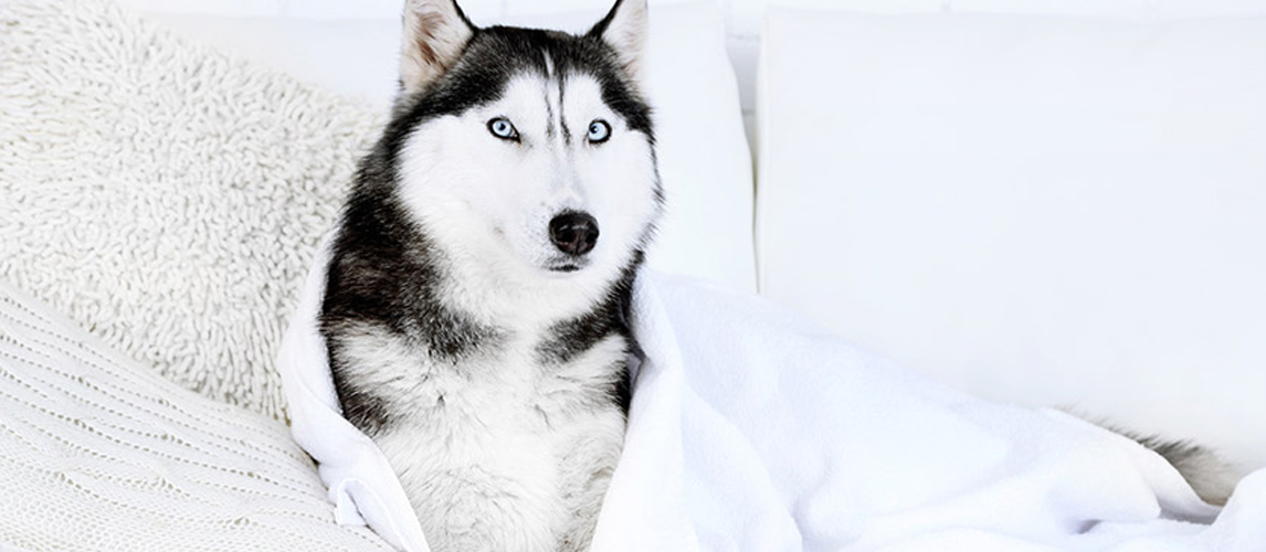 Dog and his towel