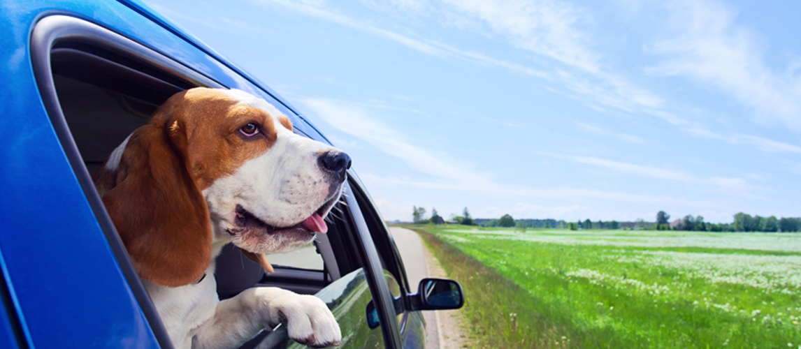 Dog at car