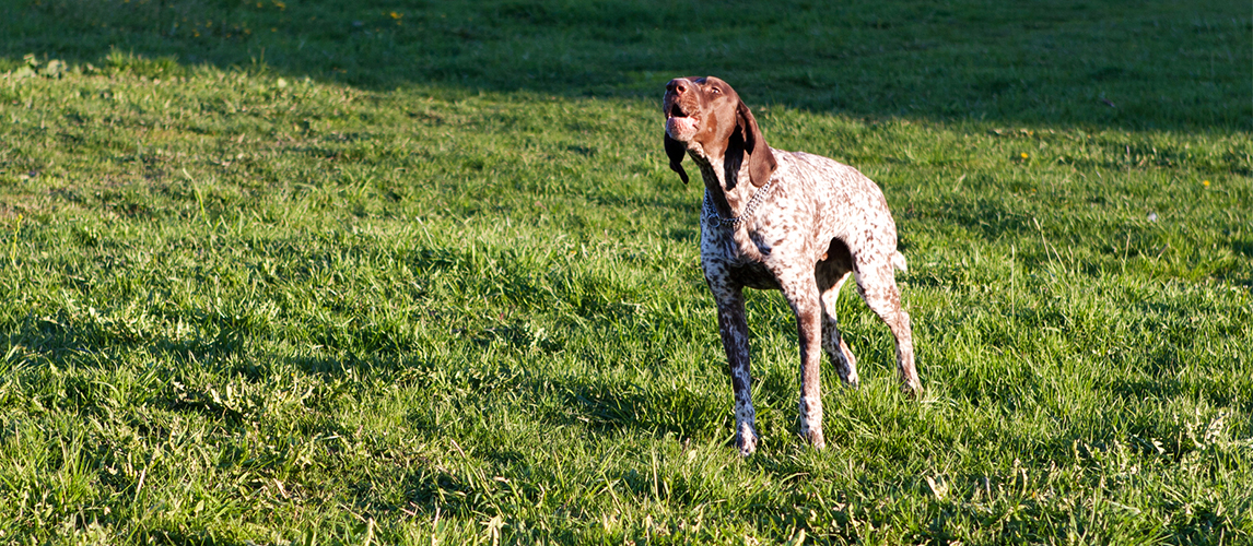 Dog barking