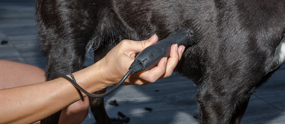 Dog being groomed