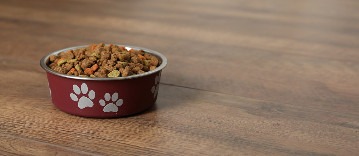 Dog bowl with dry dog food