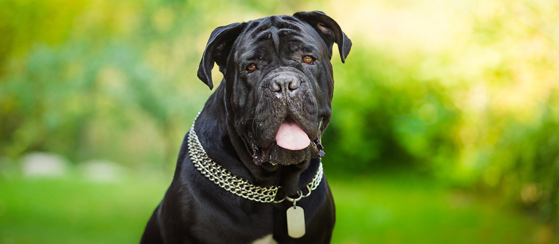 Dog breed Italian Cane Corso