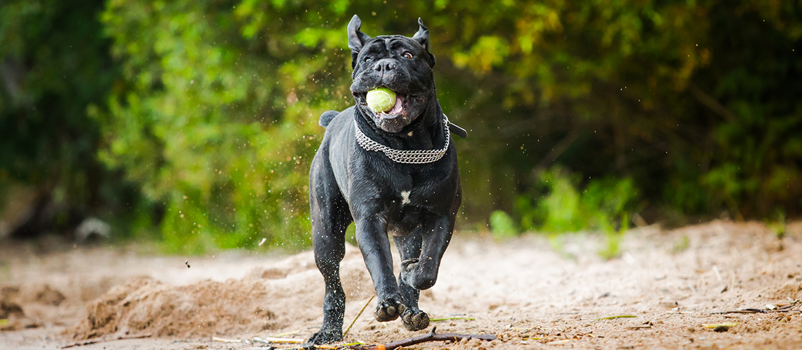 Dog breed cane corso