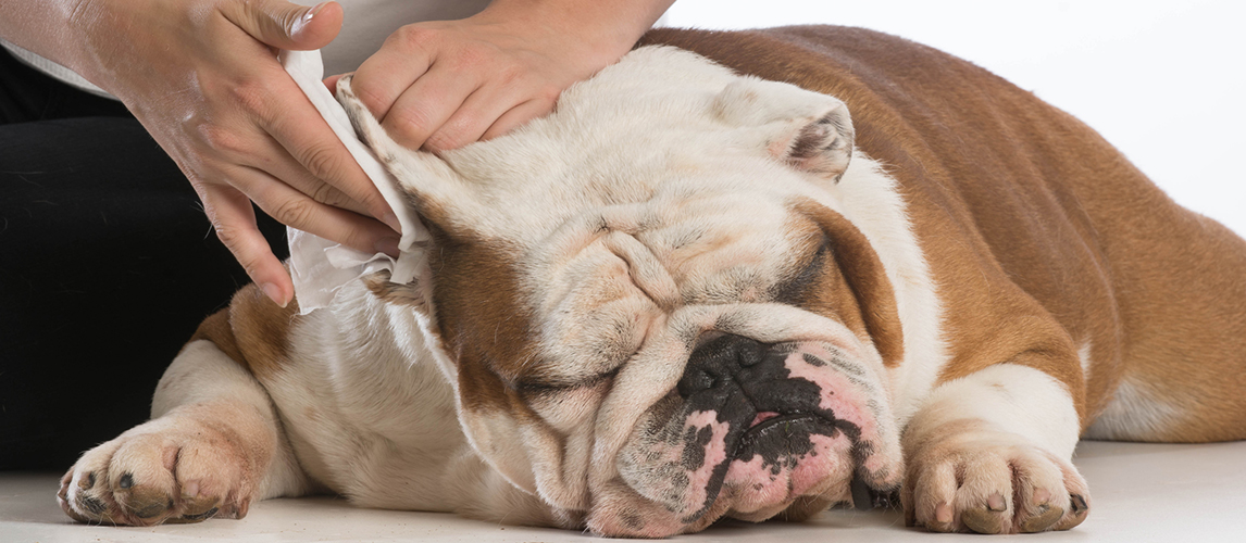 Dog ear cleaning