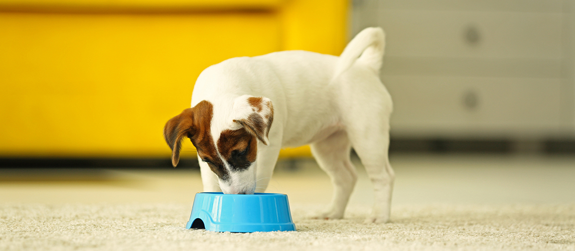 Dog eating food from a blue bowl