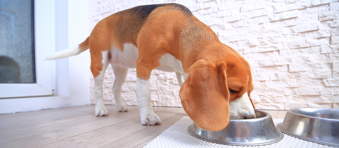 Dog eating food from a metal bowl