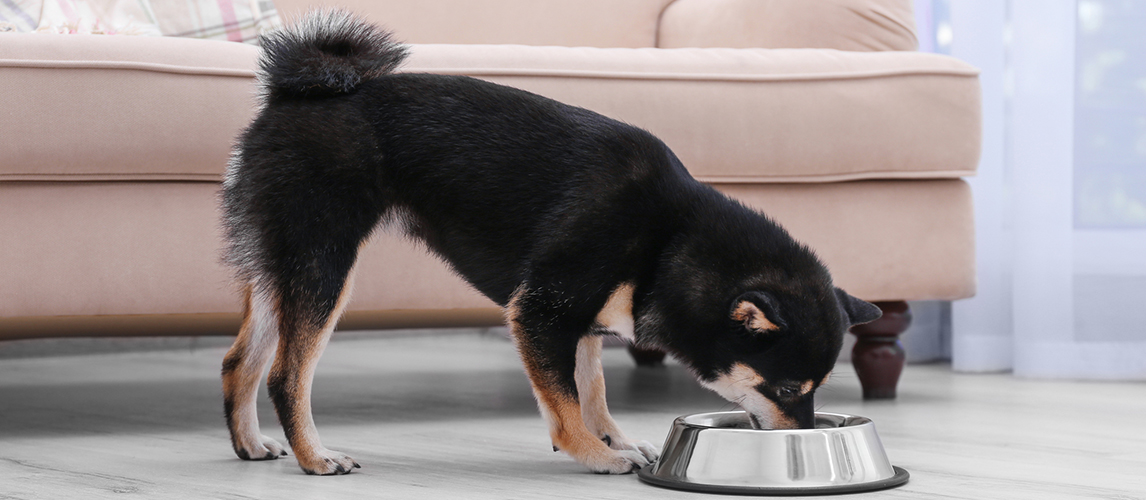 Dog eating food from a metal bowl