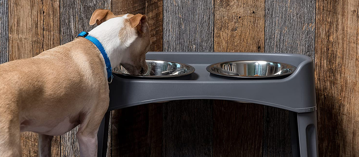 Dog eating from an elevated dog bowl