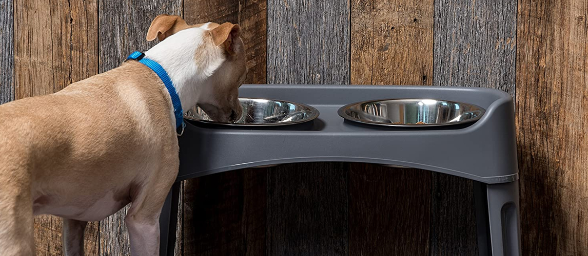 The 10 Best Elevated Dog Bowls of 2024