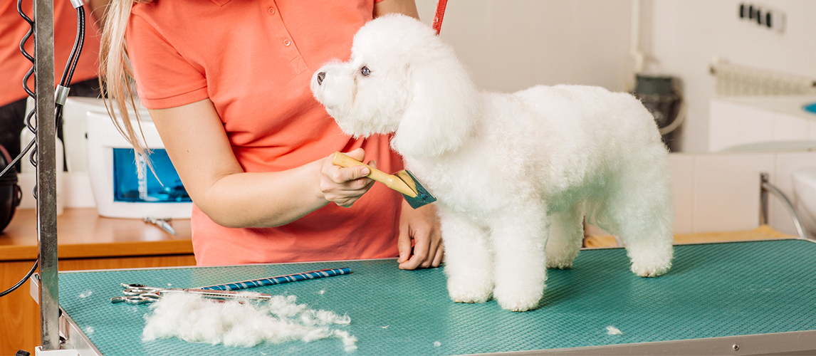 Dog grooming 