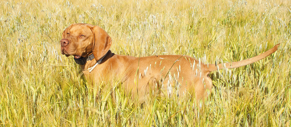 Dog in the grass