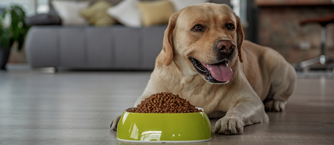 Dog lying near a food bowl