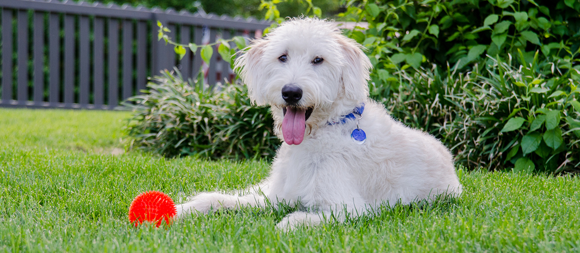 Dog lying on the grass 