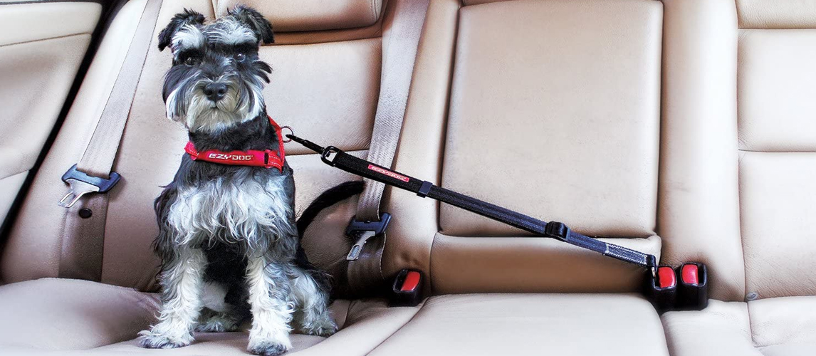Dog on a car seat