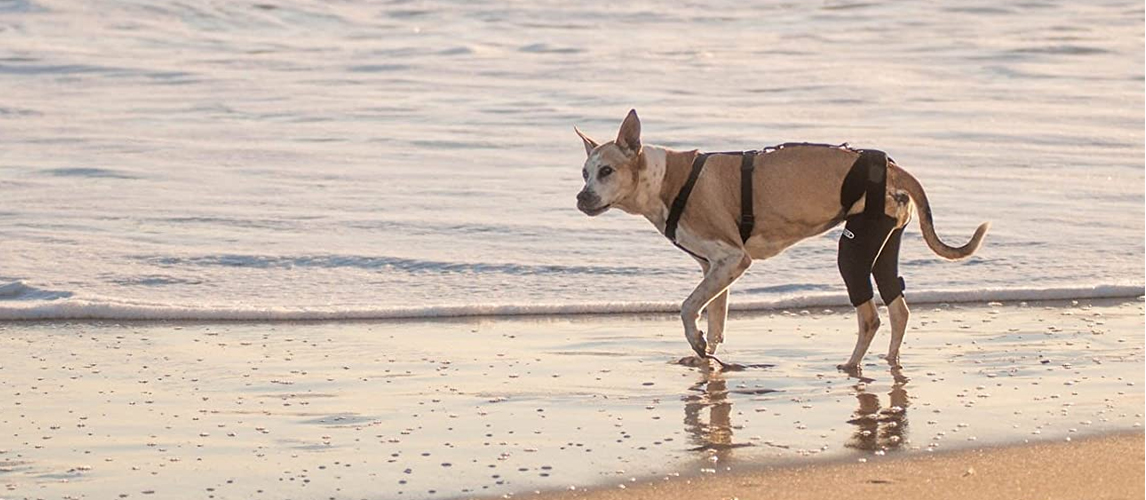 Dog on the beach