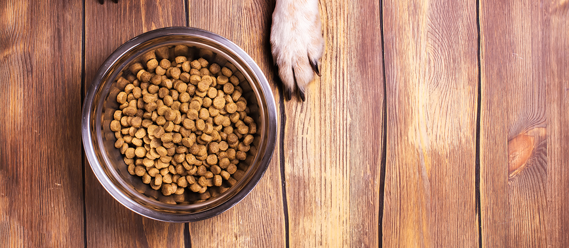 Dog paw and food bowl