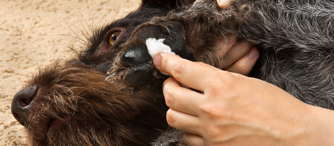 Dog paw wax