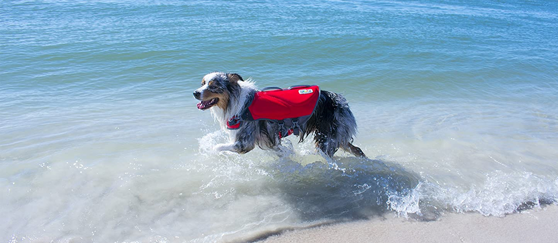 Dog playing in the water