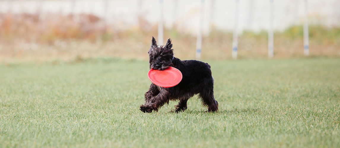 Dog playing with a frisbee