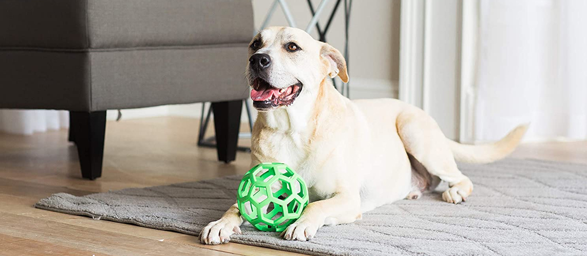 Dog playing with the toy