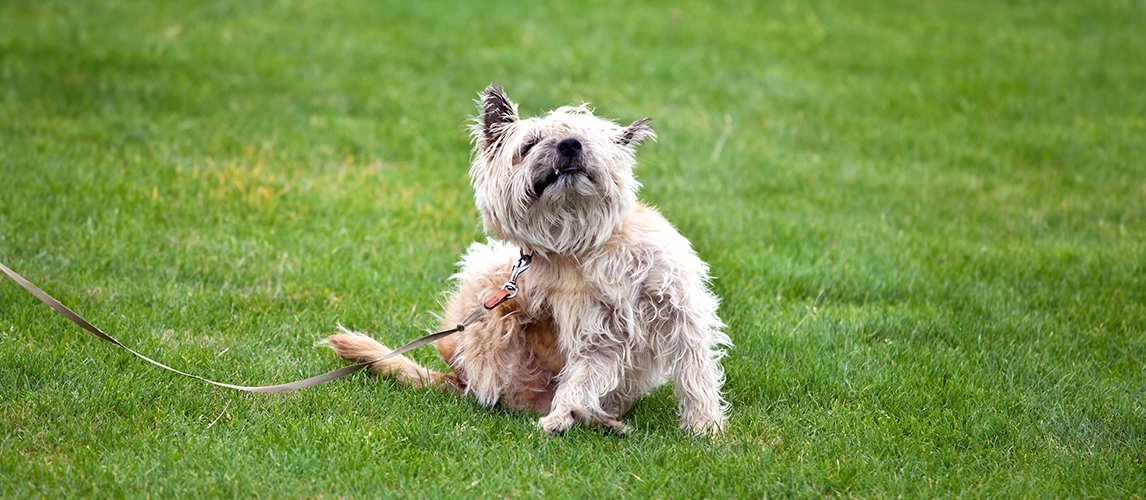 Dog scratching