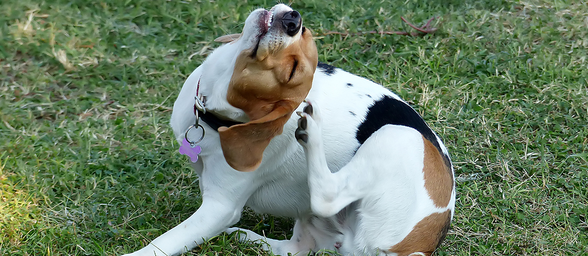 Dog scratching himself behind his ear