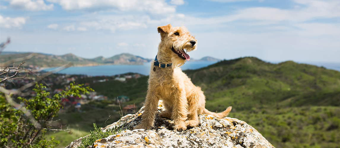 Dog sitting on a rock