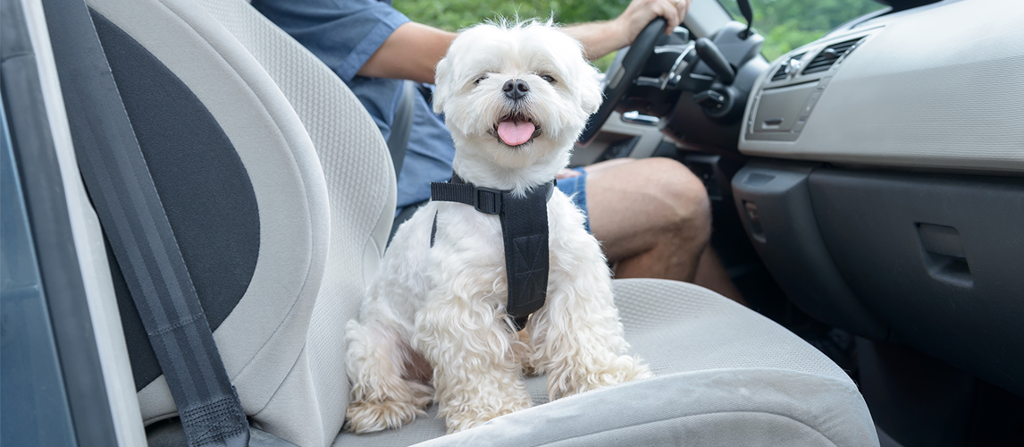 Dog traveling in a car