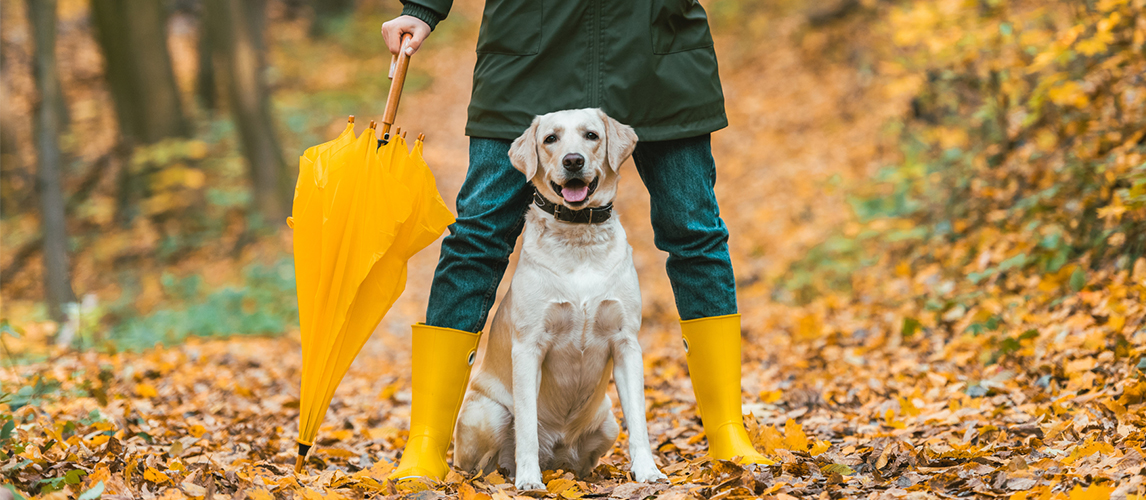 Dog umbrella