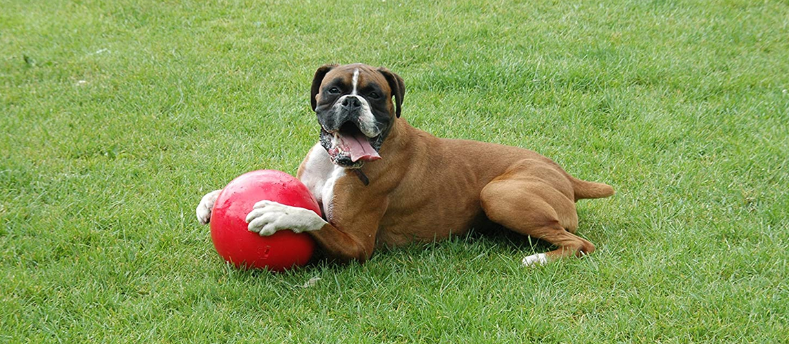 Dog with a herding ball