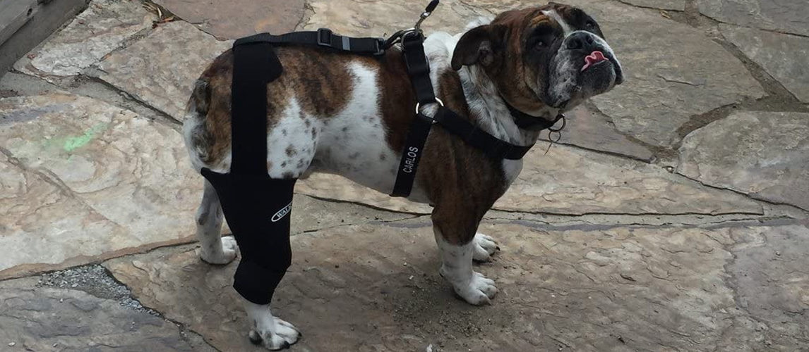 Dog with dog knee brace