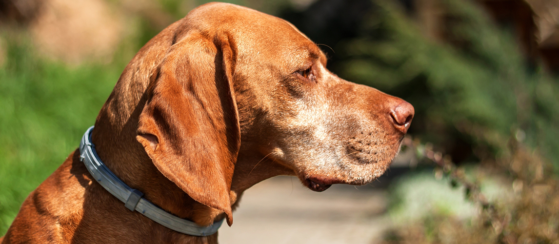 Dog with flea collar