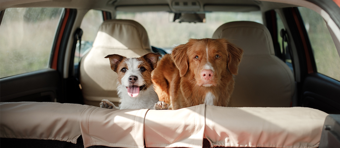 Dogs in the car