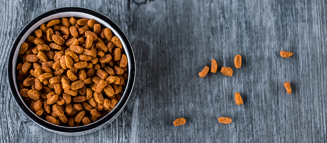 Dry cat food in a bowl