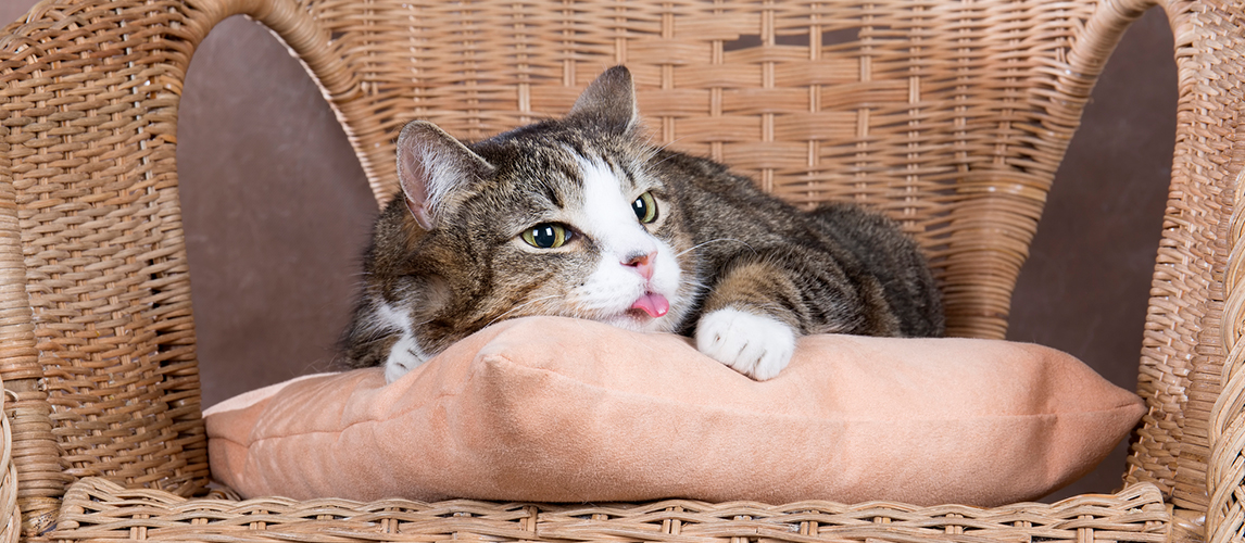 Fat cat on a brown background in studio