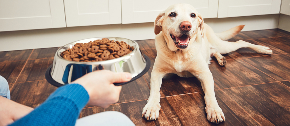 Feeding of hungry dog