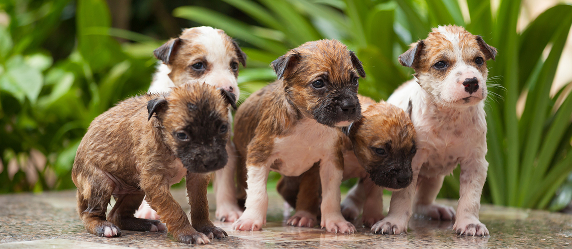 Five puppies