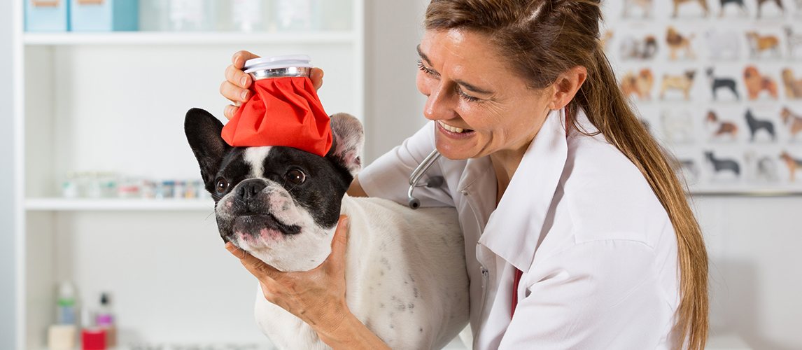 French Bulldog with a cold in the clinic