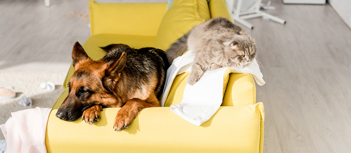 German Shepherd and grey cat lying 