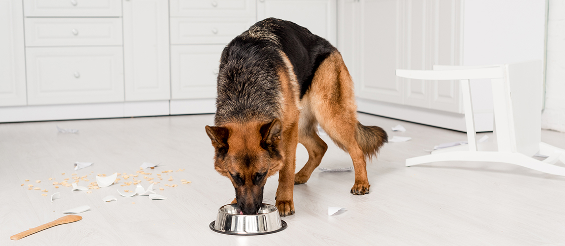 German Shepherd eating food from a metal bowl