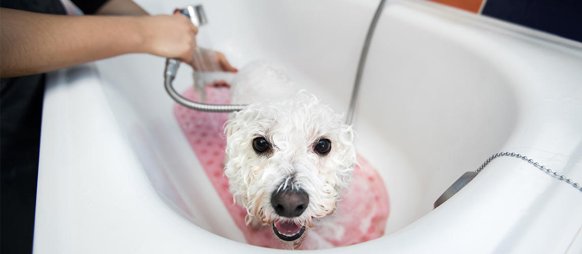 Girl bathing her dog