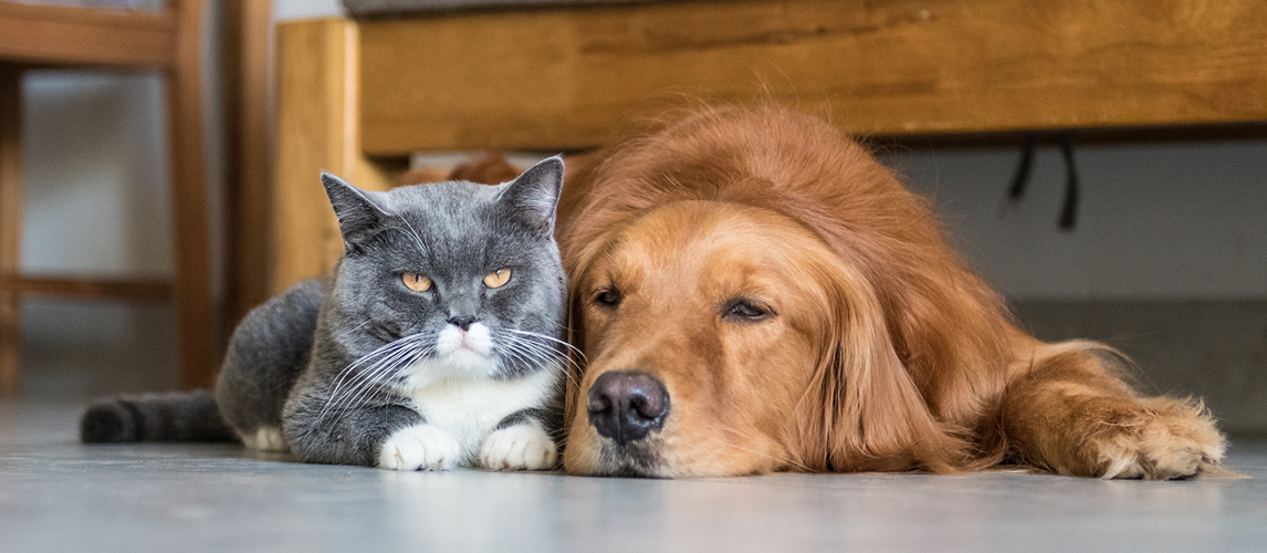 Golden Retriever and British Shorthair lying