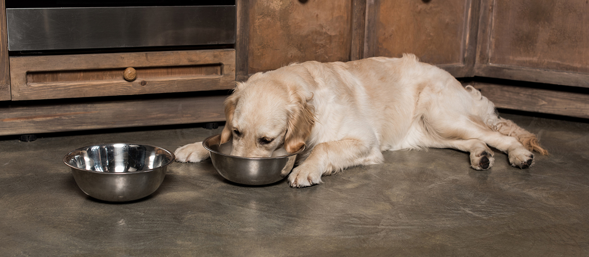 Golden retriever dog eating