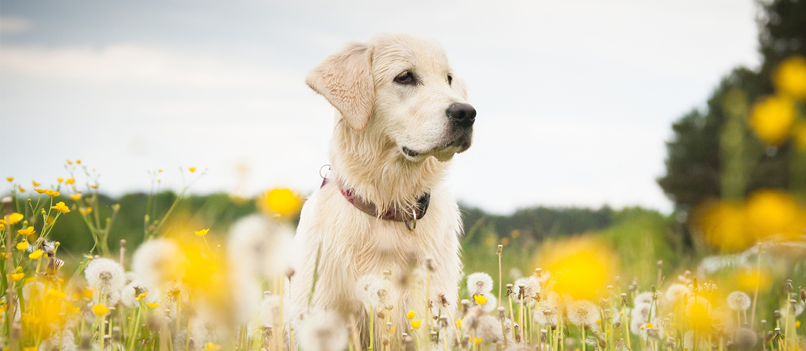 Golden retriever in flowers