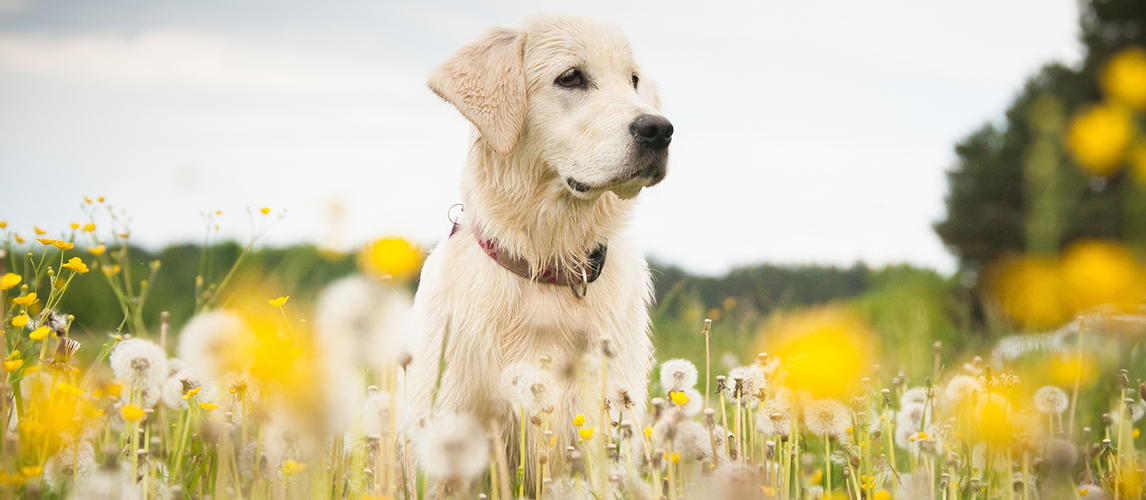 Golden retriever in flowers