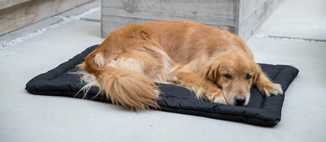 Golden retriever lying on a dog bed