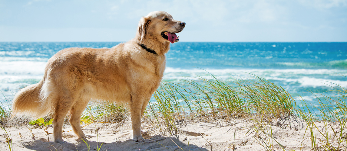 Golden retriever on the beach