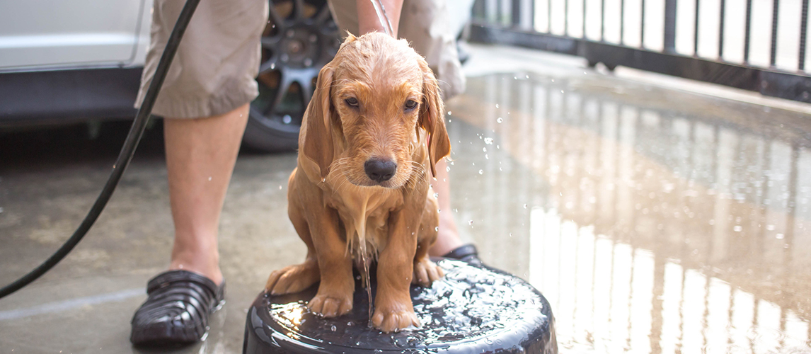 Golden retriever puppy bathing
