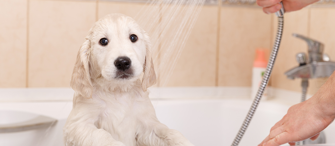 Golden retriever puppy in shower