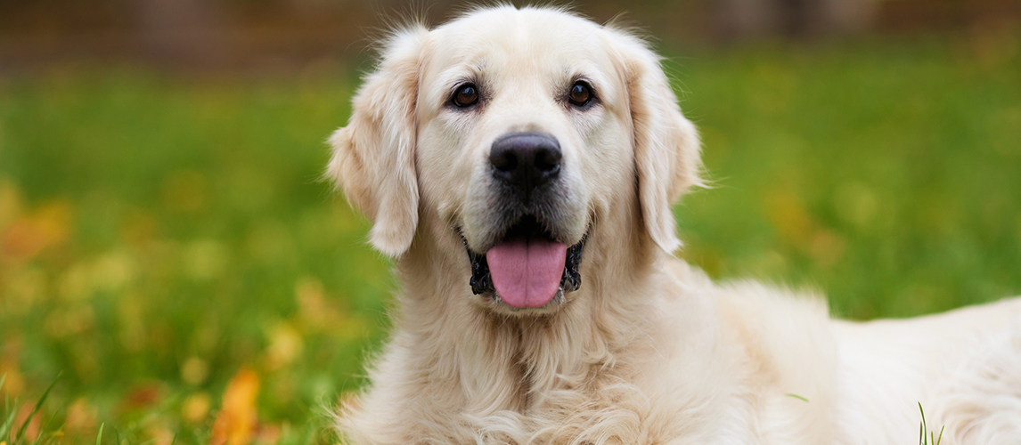 Golden retriever puppy